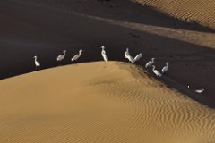 _DSC4637